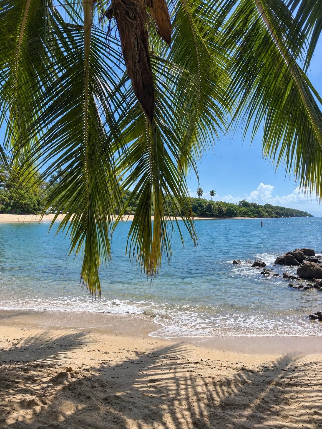 Una playa con agua azul cristalina, arena dorada y palmeras.