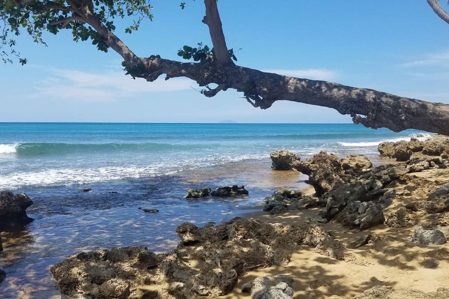 A rocky beach with clear blue water and a tree branch overhanging.