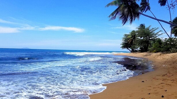A beach with clear blue water, sandy shore, and palm trees.