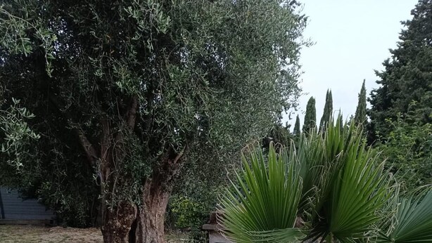 A stone pathway leading to a garden with a large tree and palm plants. - Studio 4 persons (Le Cannet)