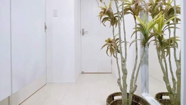 A hallway with white walls and a wooden floor. There are tall plants in wicker baskets along the right side. - Nestay apartment Tokyo Ginza (Tokyo)