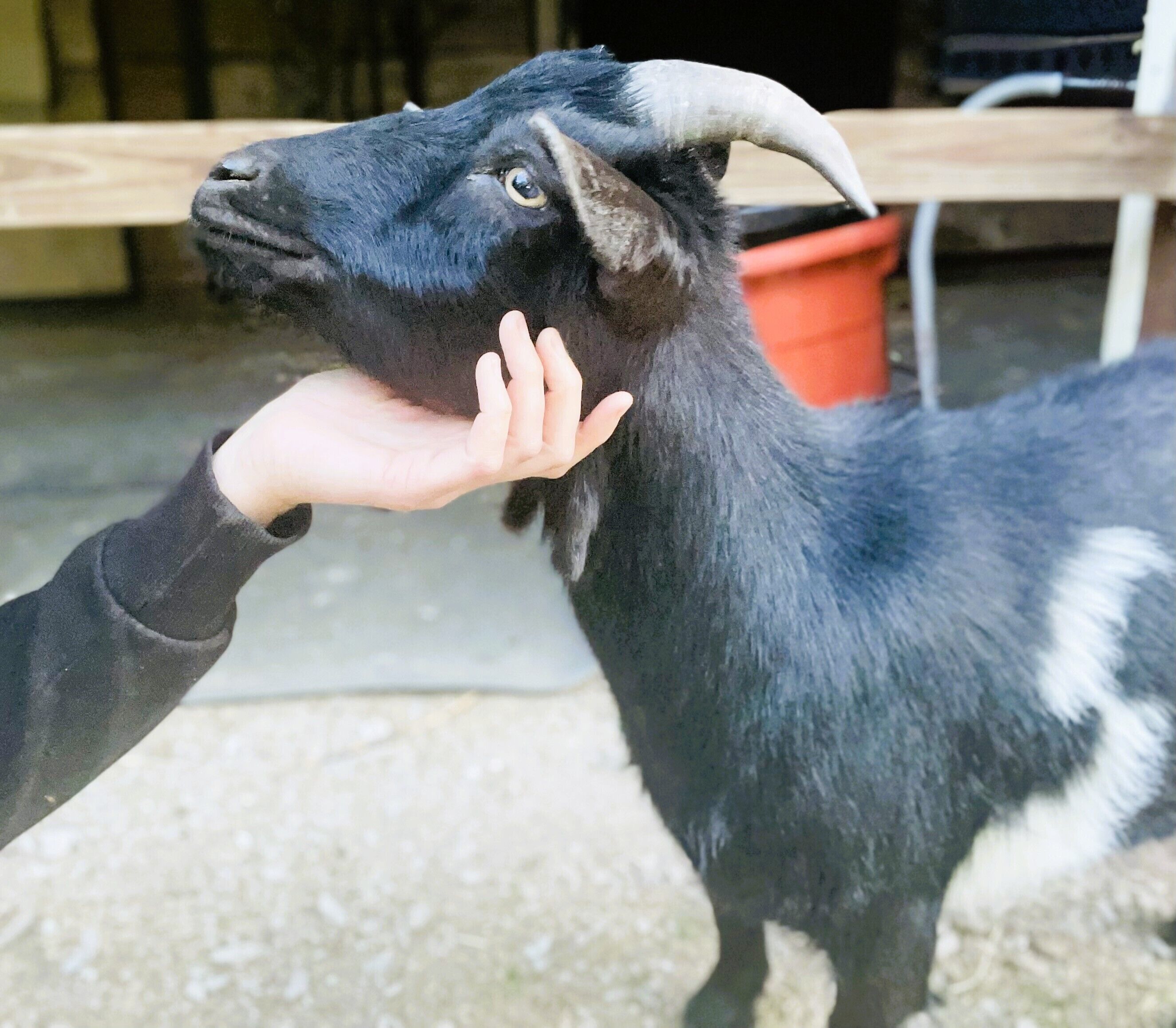A person holding a goat.