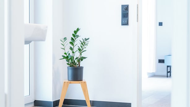Un couloir avec une plante en pot posée sur un support en bois, un tapis gris et un mur blanc avec un interrupteur.