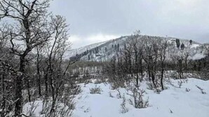 A snowy landscape with bare trees and a hill in the background.