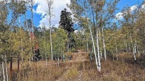 A forested area with a dirt path leading towards a wooden structure.
