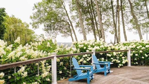 Una terraza de madera con dos sillas Adirondack azules, rodeada de flores blancas y árboles.
