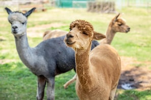 Un lama à la robe brune se tient dans un champ herbeux.