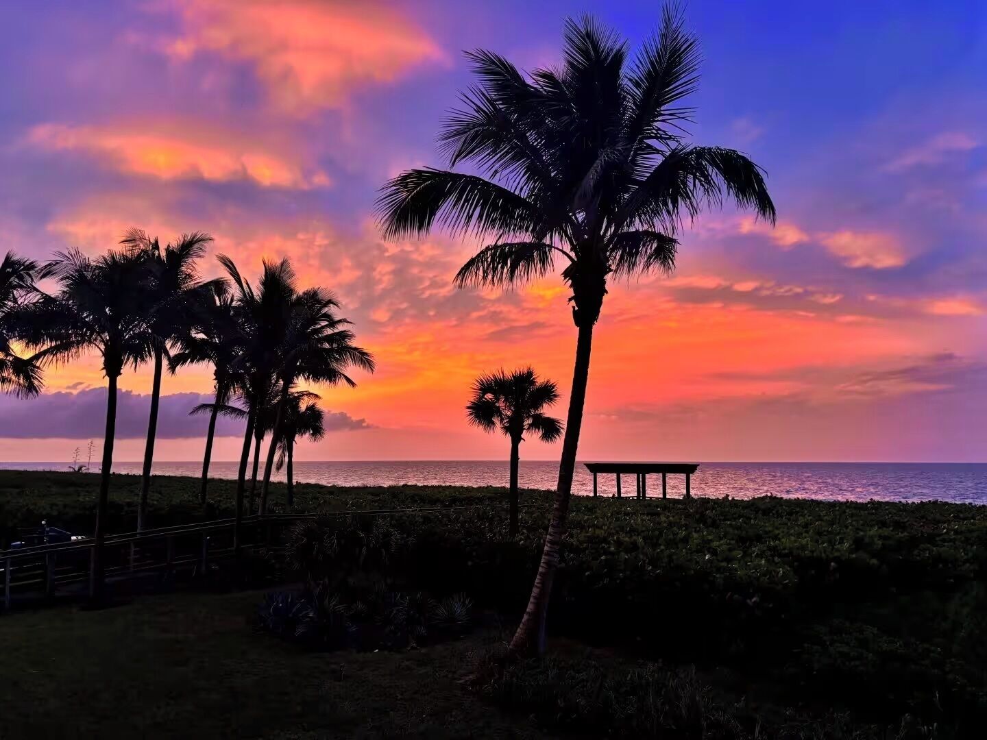 A beach with palm trees and a wooden bench.