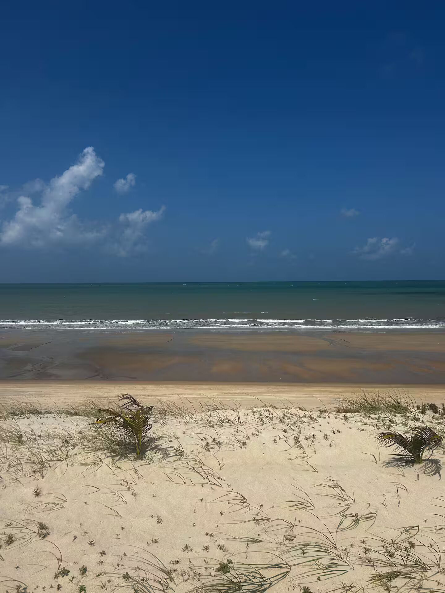 A beach with sand dunes and sparse vegetation.