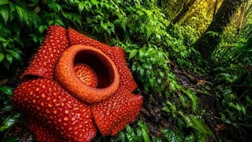 A red pitcher plant with a central hole surrounded by green foliage.