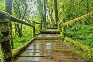 A wooden pathway in a forested area with moss-covered railings and steps. - Nova Highlands Resort & Residence (B) (Ulu Telom)
