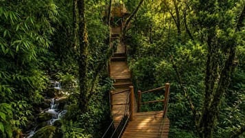 A wooden bridge in a forested area with a stream.