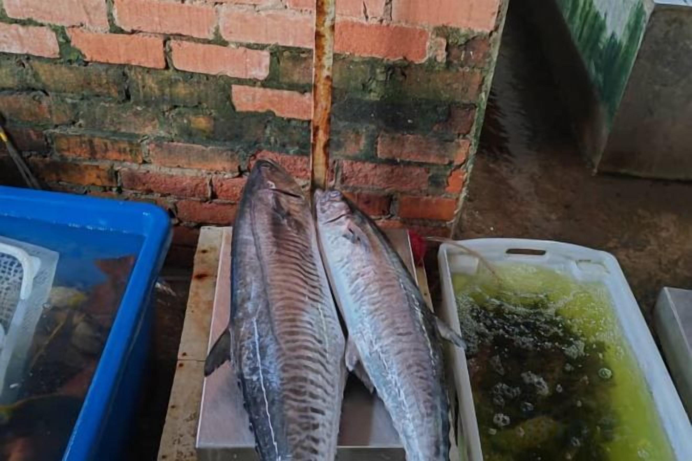 Two large fish on a table, a blue container, and a white container with green algae.