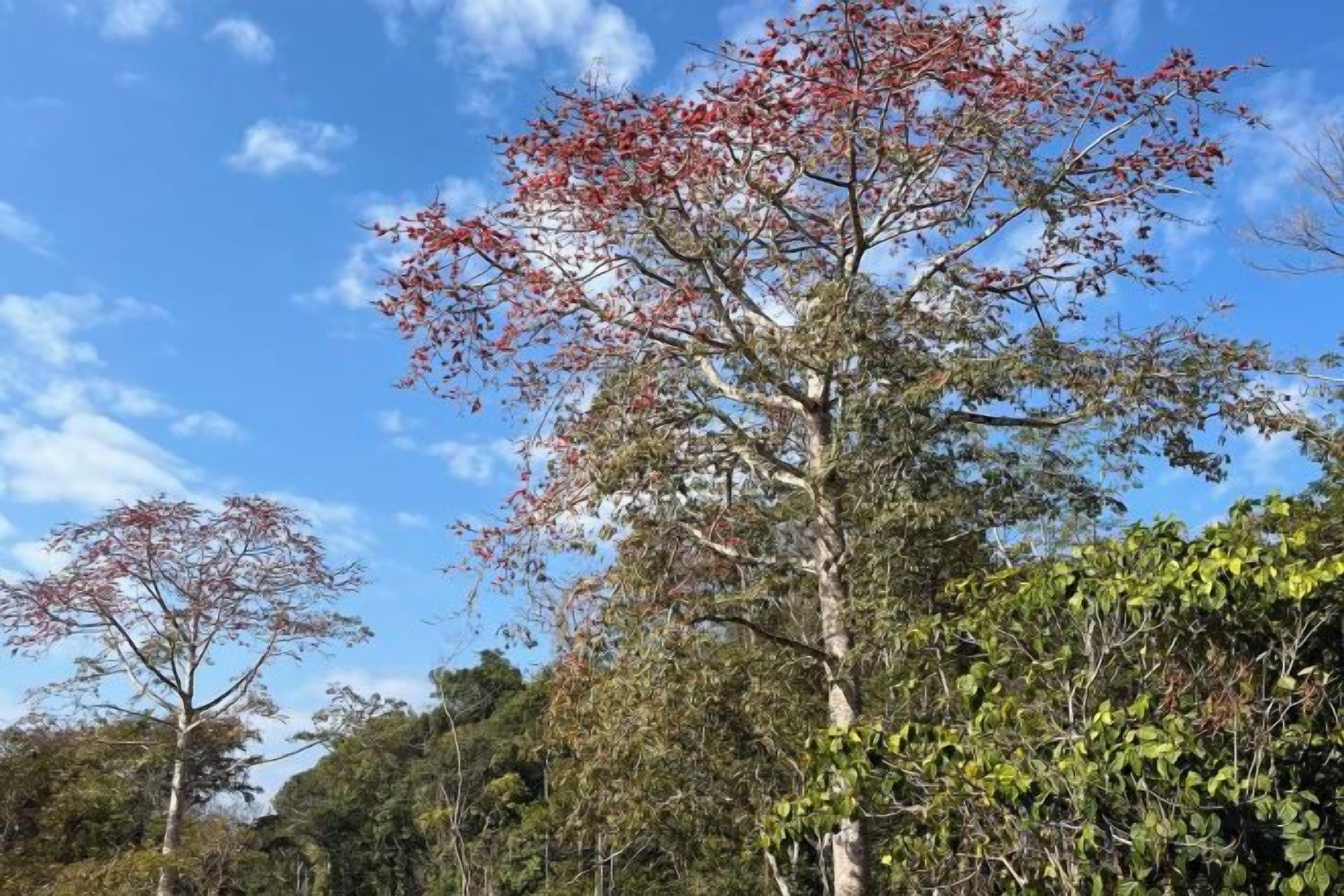 Un árbol con hojas rojas contra un cielo despejado.
