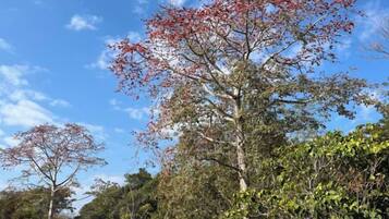Un árbol con hojas rojas contra un cielo despejado.