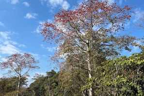 A tree with red leaves against a clear sky. - THE MOON HOTEL (Boten)