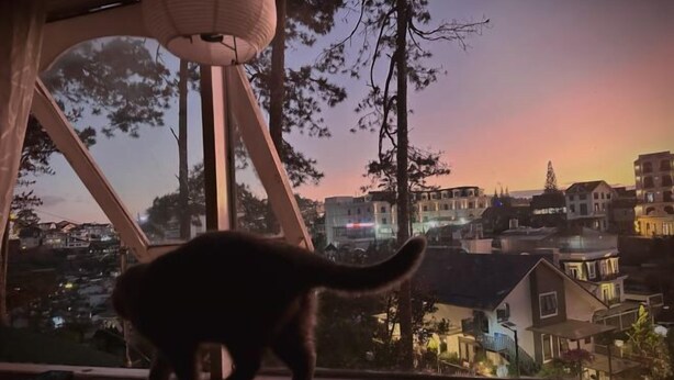 A cat on a wooden surface near a window overlooking a residential area at dusk. - Homieow inn (Dalat)