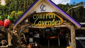 A rustic building with a sign reading 'Cameron Lavender.' - Nova Highlands Resort & Residence (D) (Ulu Telom)
