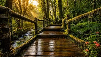 A wooden bridge in a forest with a stream on one side.