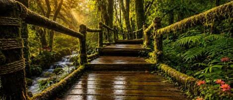Un puente de madera en un bosque con un arroyo a un lado.