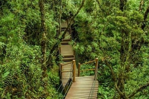 Un escalier en bois entouré d’un feuillage verdoyant et luxuriant.
