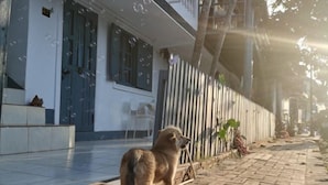 Un cane in piedi su un vialetto lastricato accanto a un edificio con recinzione e piante in vaso.
