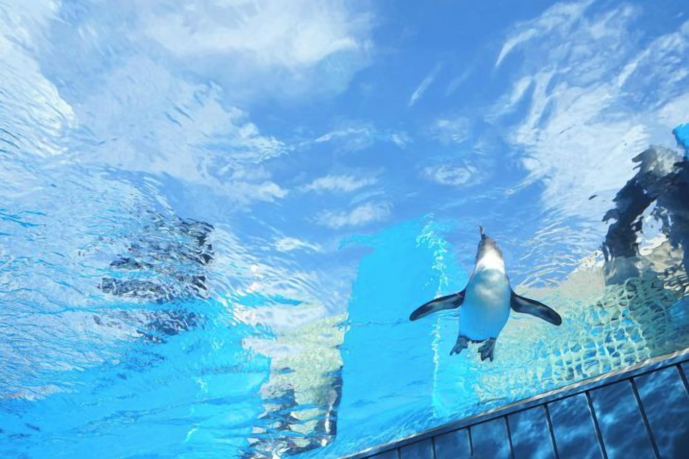 A penguin swimming in a clear blue pool with a wooden deck in the foreground.