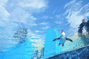 Un pingüino nada en una piscina azul cristalina con una cubierta de madera al frente.