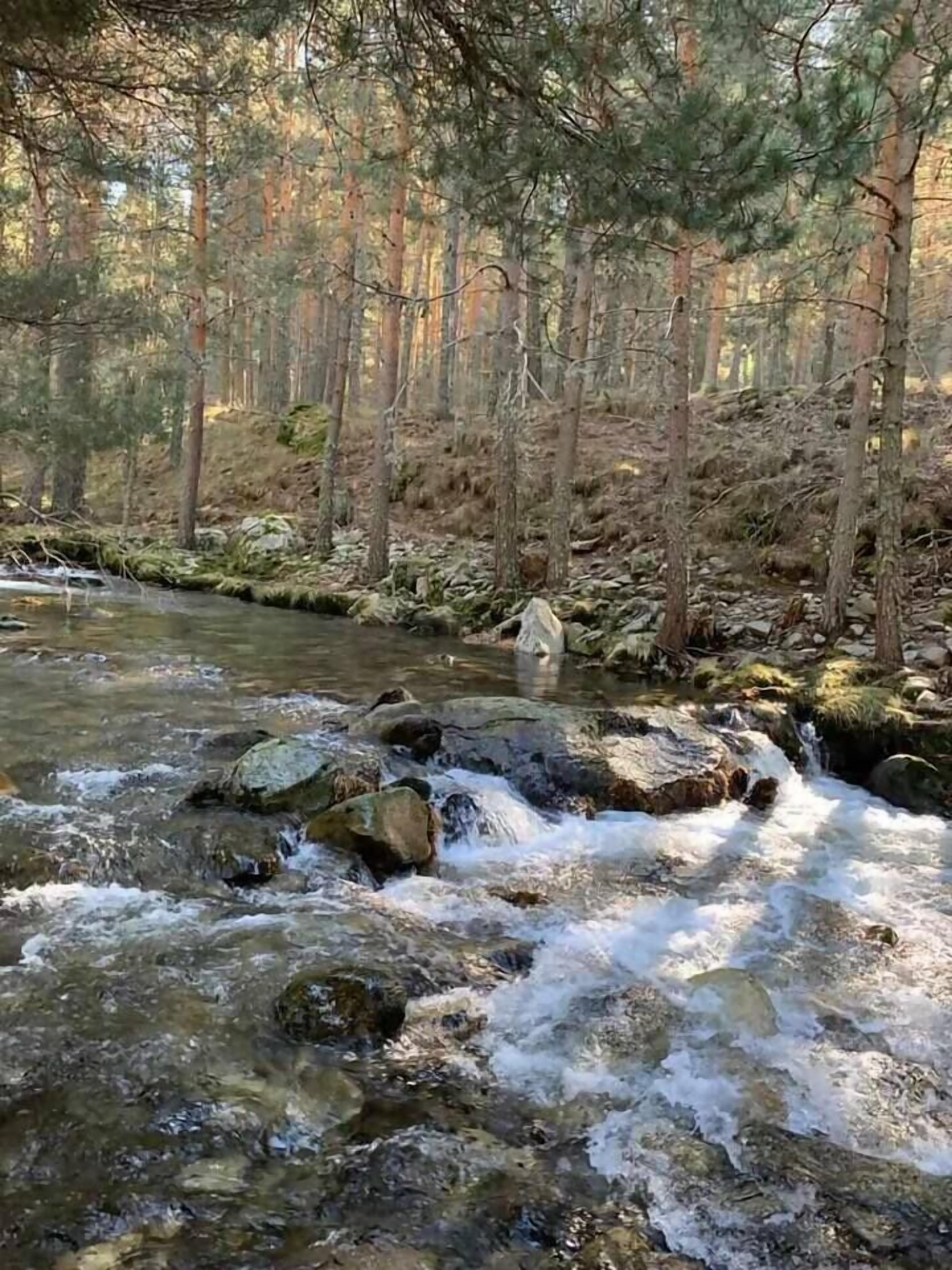 A forested area with a stream flowing over rocks.