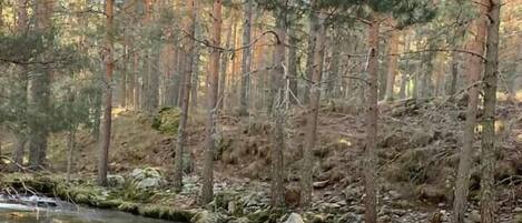 A forested area with a stream flowing over rocks.