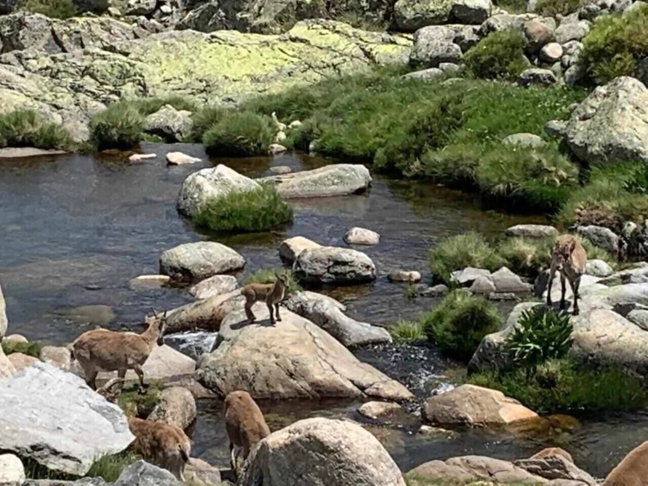 Un arroyo pedregoso con grandes rocas y vegetación.