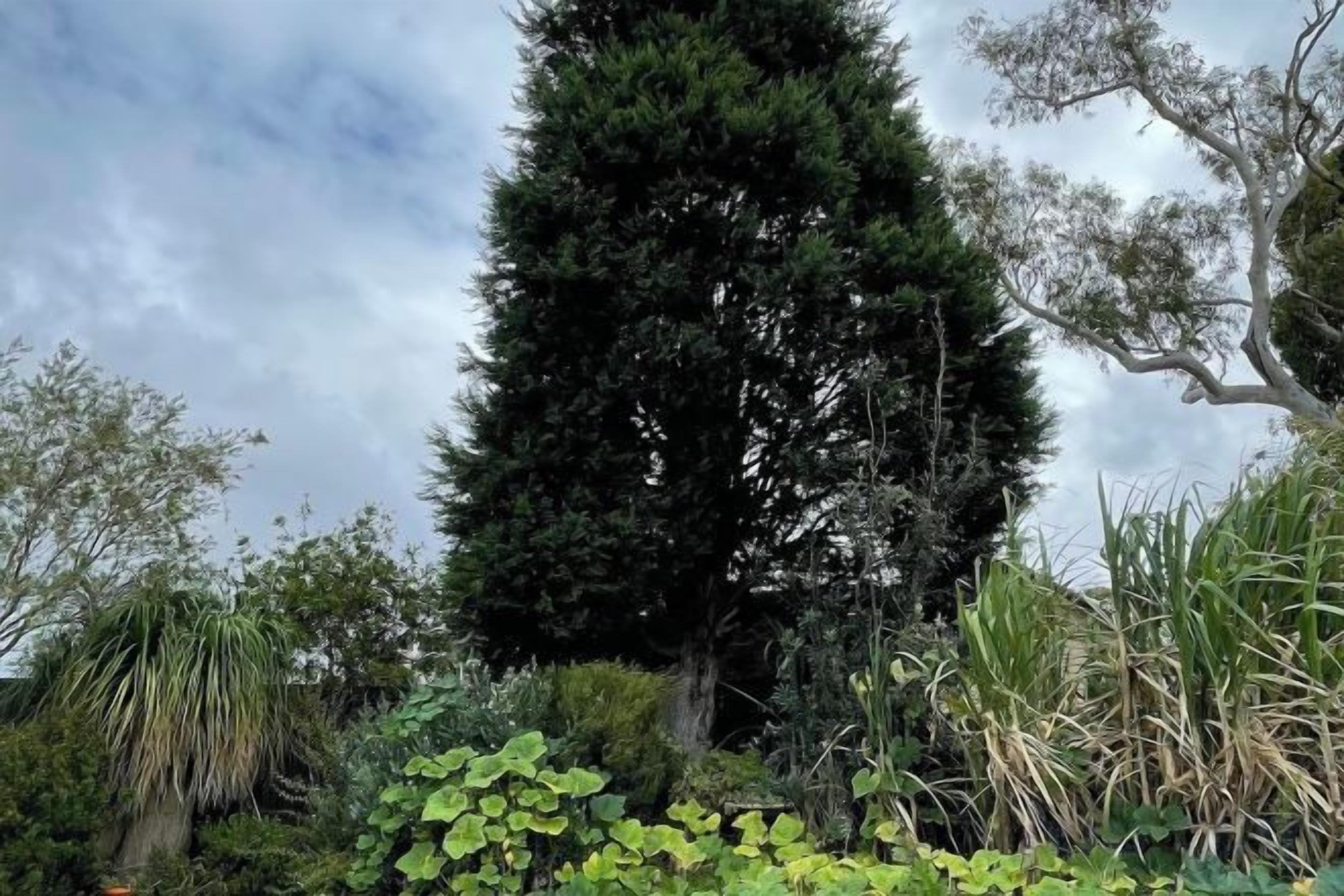 Un alto árbol de hoja perenne en un jardín.