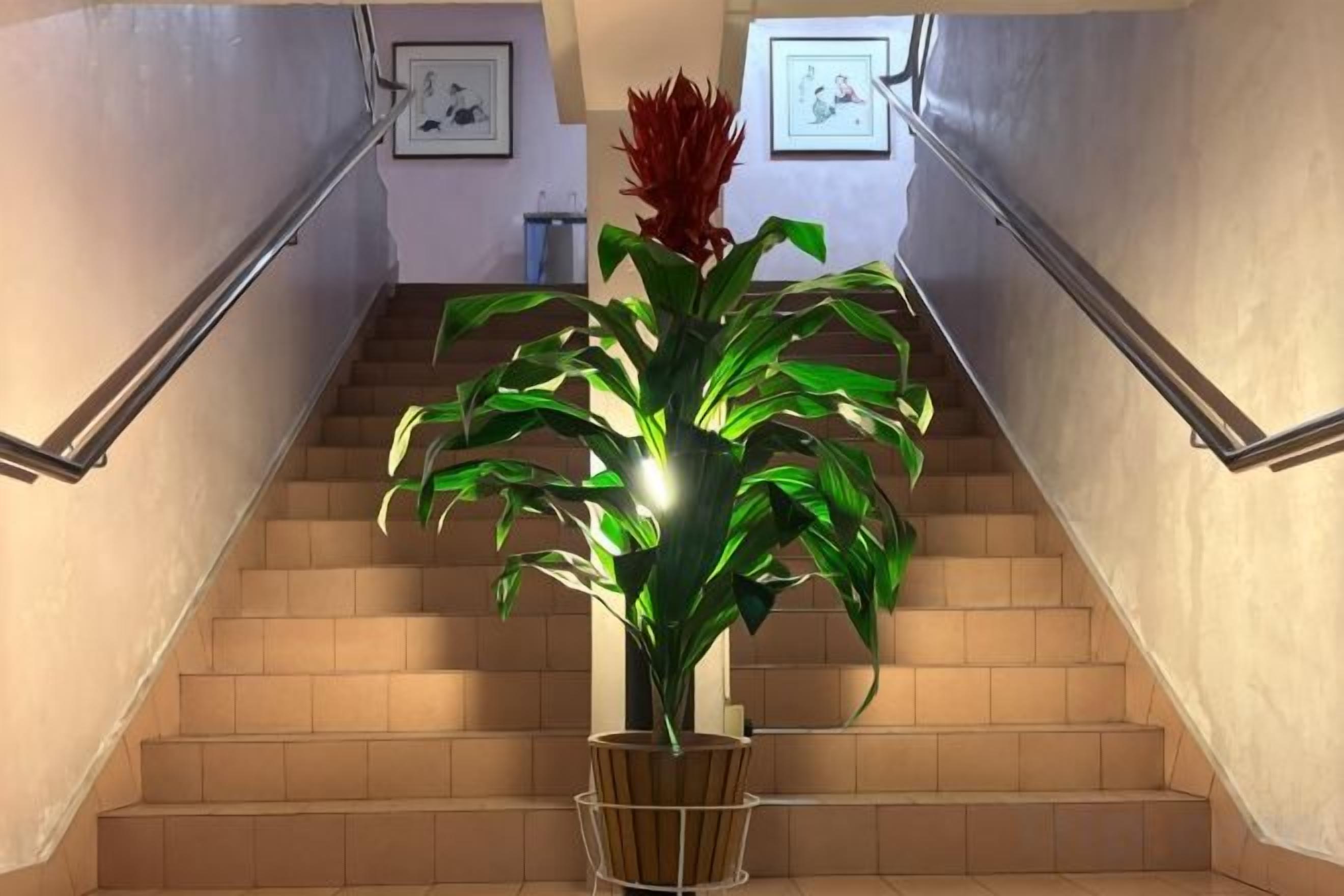Una escalera con una planta en maceta al pie.
