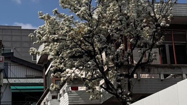 Un bâtiment sur lequel est affiché un panneau avec l’inscription « Bonjour le monde », et un arbre aux fleurs blanches qui se trouve devant.