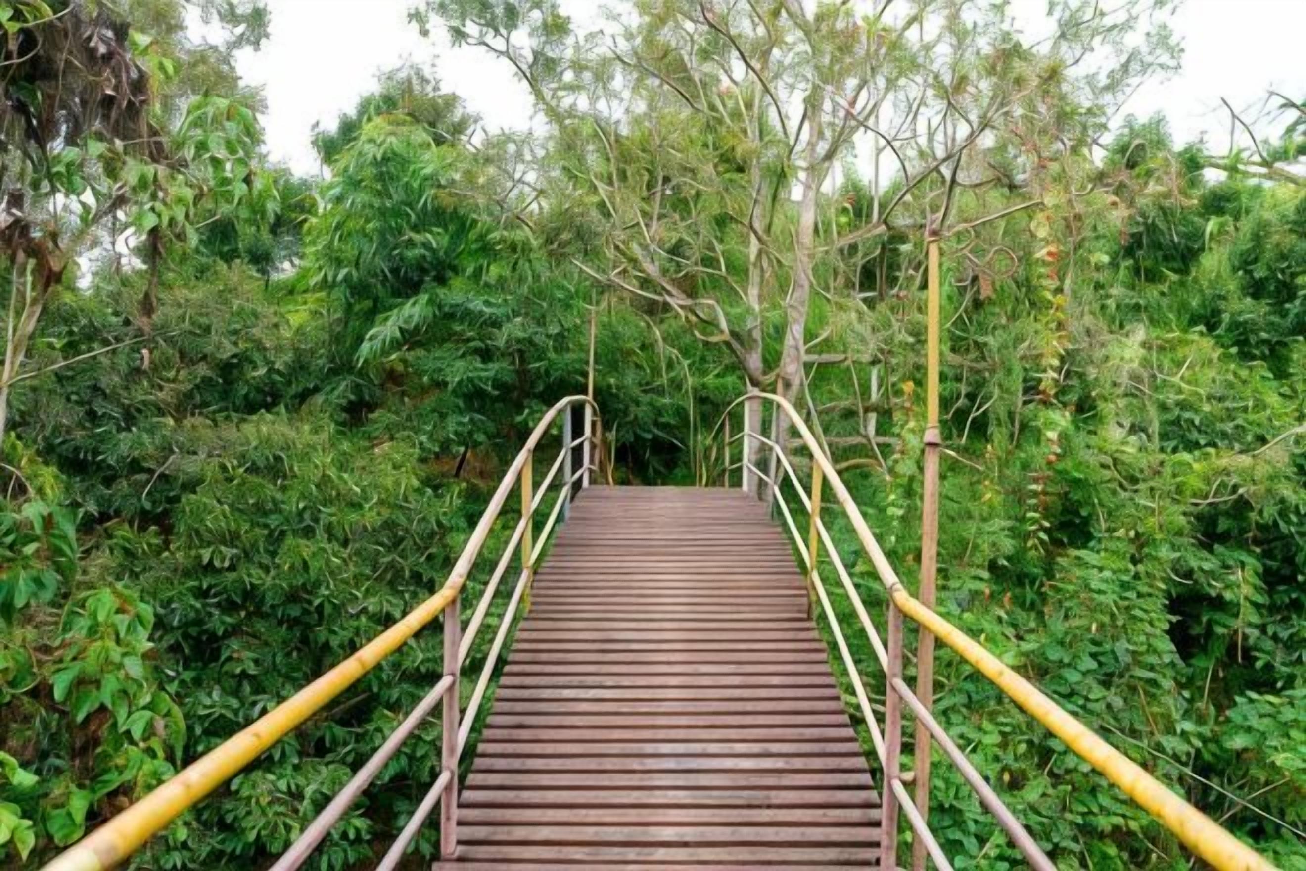 A wooden bridge with metal railings surrounded by dense greenery.