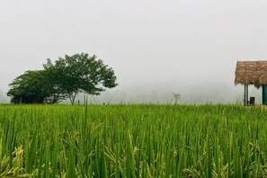 A rural landscape with a field of crops, a tree, and a thatched-roof structure. - Baan Porhdoi Goidao (Chiang Dao)