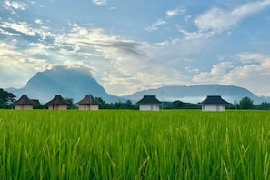 A field of green crops with traditional houses in the background. - Baan Porhdoi Goidao (Chiang Dao)