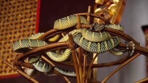 A close-up of a snake coiled around a decorative structure. - The Ceo Executive Loft - Work & Play (Bayan Lepas)