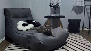 En grå sofa med en kat, en sort skraldespand og et lille bord med en plante.