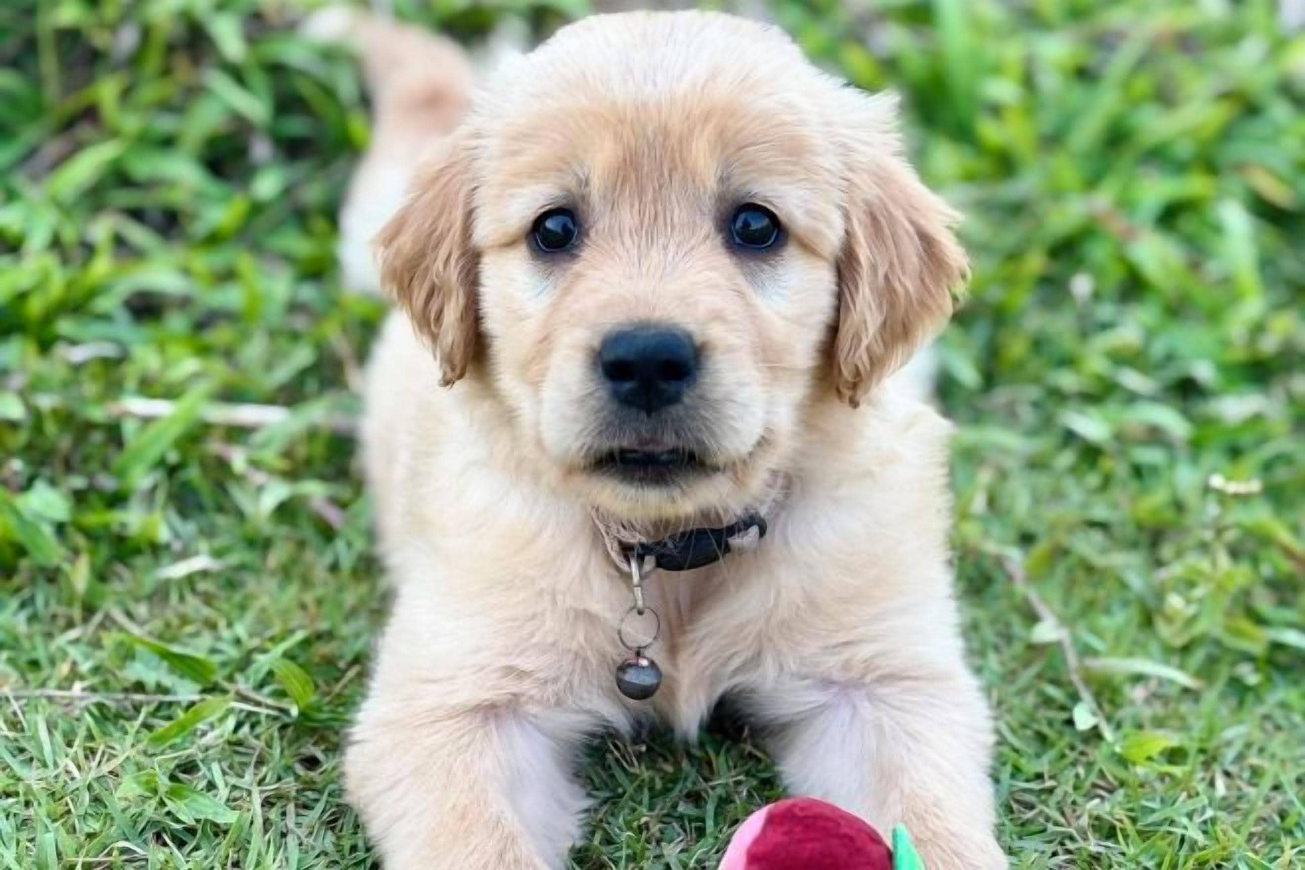 Un chiot allongé sur l’herbe.