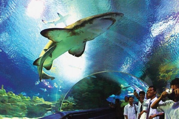 Ein Aquarium mit einem Hai, der über einem gebogenen Aussichtsbereich schwimmt.