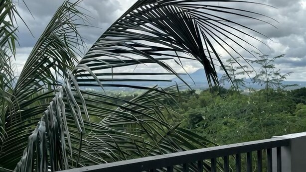 Un balcón con palmeras y vistas a un paisaje exuberante.