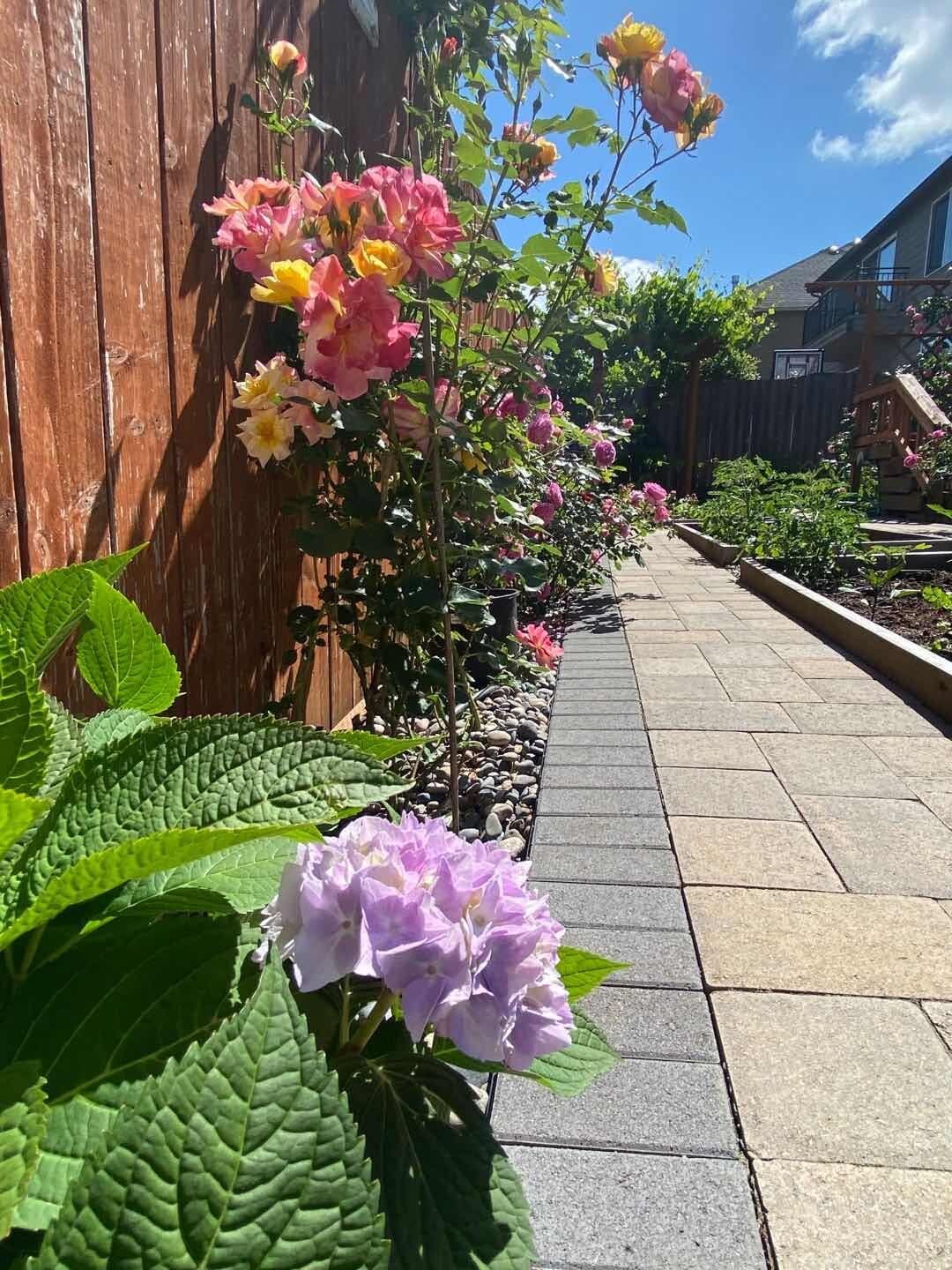 A garden pathway with flowering plants and a wooden fence.