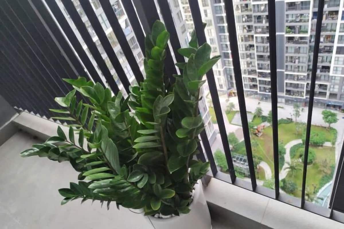 A balcony with a potted plant, a view of a residential building, and a clear sky.