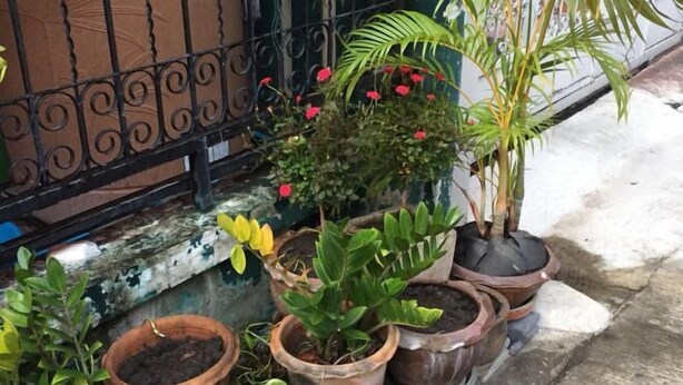 A variety of potted plants arranged on a concrete ledge. - Deng Ba Hostel Bangkok (Bangkok)