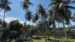 A tropical setting with palm trees and a wooden structure, likely a resort or hotel.
