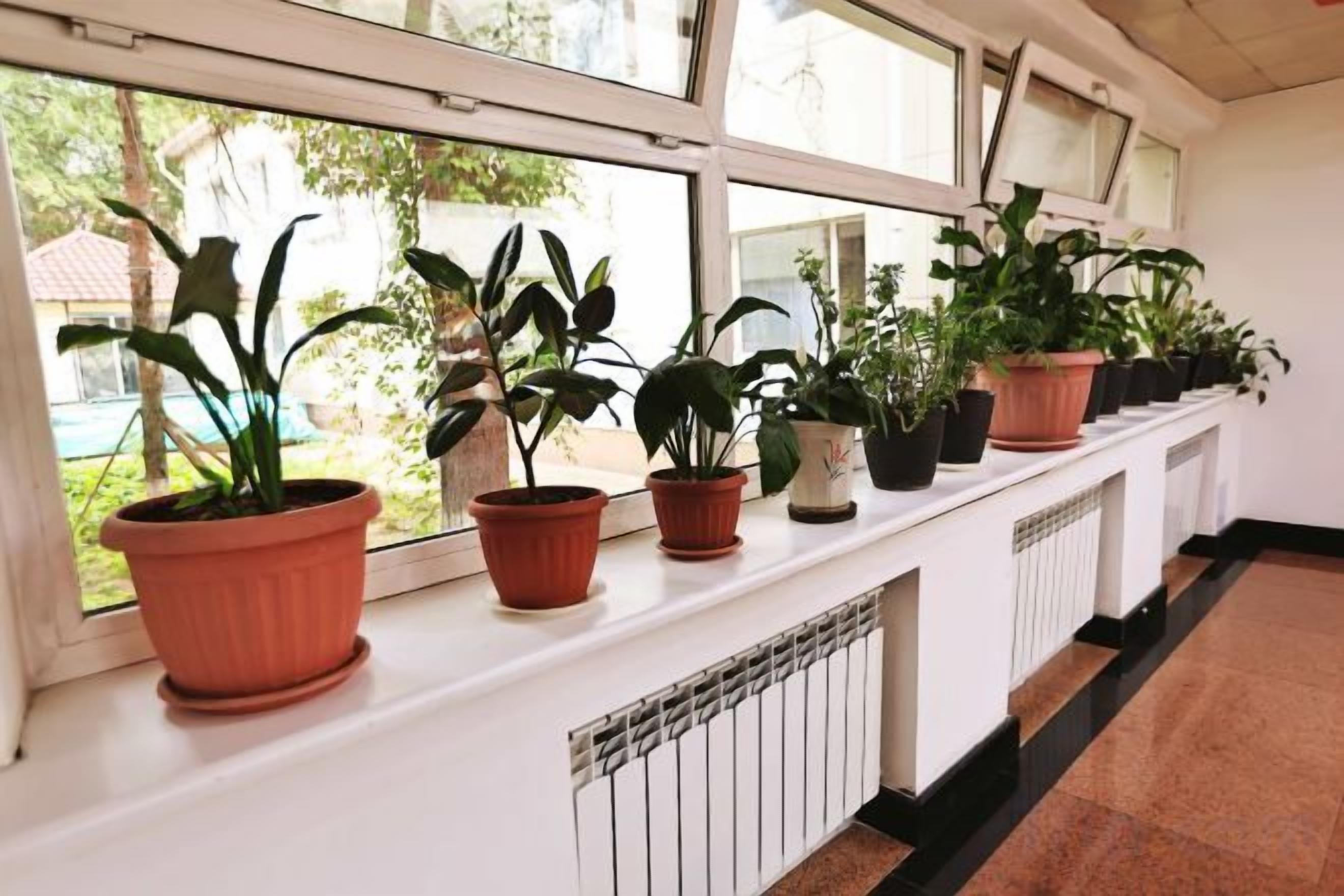 A row of potted plants on a white radiator.