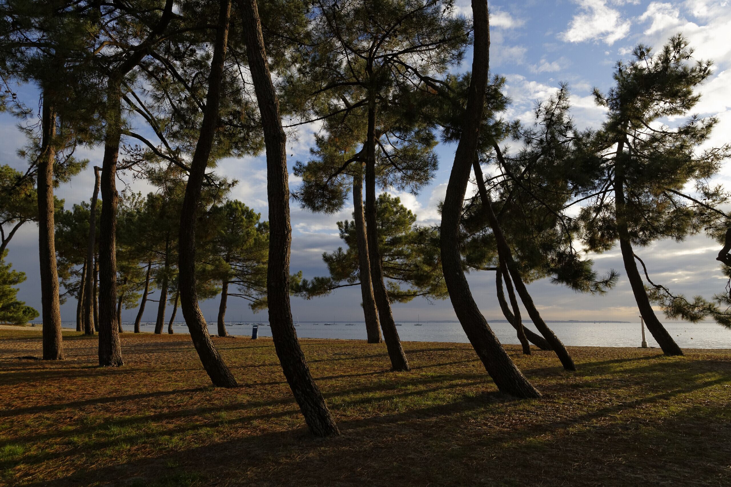 A natural landscape with tall pine trees and a body of water in the background.