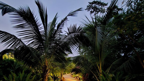 Un chemin bordé de palmiers et de plantes en pot, qui mène à un bâtiment.