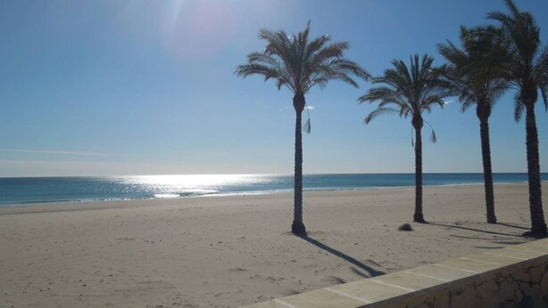 Una playa con palmeras y un muro de piedra.